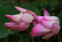 Vivid close-up of elegant pink lotus flowers surrounded by lush green leaves, capturing nature's delicate beauty.