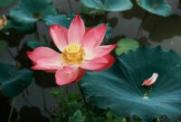 Close-up of a pink lotus flower with lush green leaves in a serene pond setting.
